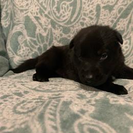 Black Female-pink - Black female German Shepherd puppy in Effingham County, Illinois from Delaney Working Dogs