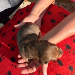 Roscoe - Dapple male Dachshund puppy in Wappapello, Missouri from Kandb Dachshunds