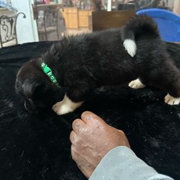 Dark green - Black Akita puppy in Las Vegas, Nevada from Gloe Akita's