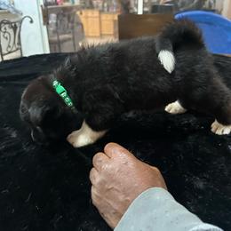 Dark green - Black Akita puppy in Las Vegas, Nevada from Gloe Akita's
