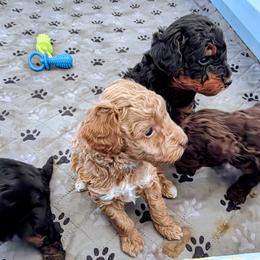 Australian Labradoodle, Bernedoodle, Goldendoodle, Poodle, and Sheepadoodle Puppies from Sutton Place Doodles