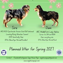 Australian Shepherd puppies from Sage House Pups