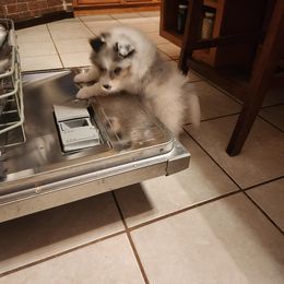 Shetland Sheepdog Puppies from Ambrozia Kennels