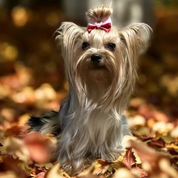 Maia - Yorkshire Terrier