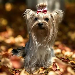 Maia - Yorkshire Terrier