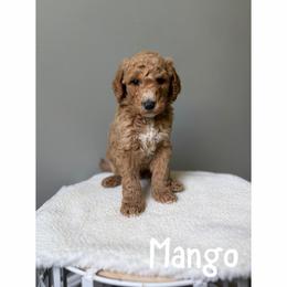 Mango - Red  male Goldendoodle puppy in Smithfield, Kentucky from KBK9 Kennels