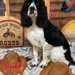 English Springer Spaniel Puppies from Indian Creek Springers