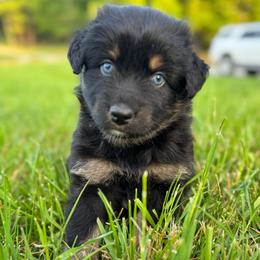 MINNIE - Black tri-color female Australian Shepherd puppy in Christiana, Tennessee from Vaught Family Farm