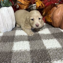 Buttercup - Cream female Dachshund puppy in Council Hill, Oklahoma from Rocky Springs Ranch