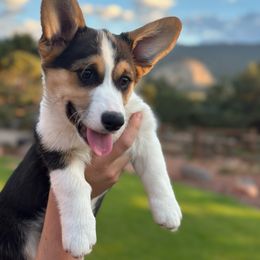 Green - Pembroke Welsh Corgi puppy from D&D Country Corgis