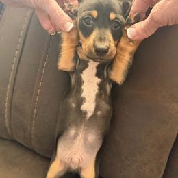 Dachshund Puppies from Adorable Doxxies