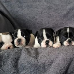 French Bulldogs from OMG Frenchies