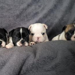French Bulldogs from OMG Frenchies