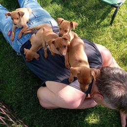 Miniature Pinscher Puppies from Illusion Miniature Pinschers