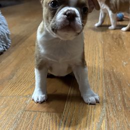 Casper - Red male Boston Terrier puppy in Wellington, Ohio from Twist of Faith Farms
