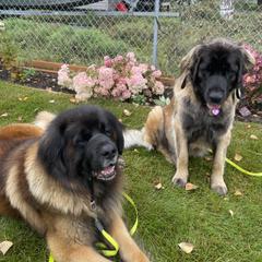 Leonberger All Grown Up from Inglenook Kennel