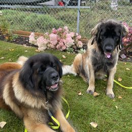 Leonberger All Grown Up from Inglenook Kennel