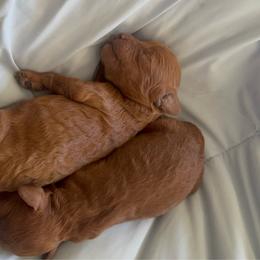 Chucky Finster - Red male Cavapoo puppy in Salem, Oregon from Oregon Poodle Oodle Doodles