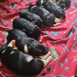 Bordoodle Puppies from Country Life Bordoodles