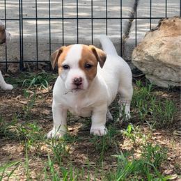 Libby - White and tan female Russell Terrier puppy in Valley Mills, Texas from Bar Rafter C Shorty Jacks