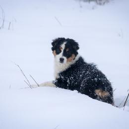 Miniature American Shepherd Puppies from Casita Miniature American Shepherds