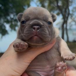 Blue Fawn Boy ( Nebula and Saga) - Fawn male French Bulldog puppy in Gulf Breeze, Florida from SW Frenchies