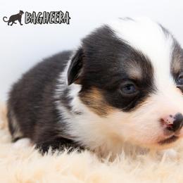 Bagheera - Black and tan male American Corgi puppy in Star City, Arkansas from T4 Farms