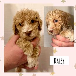 Daisy - Apricot female Poodle puppy in Surprise, Arizona from Oh Doodles Doodlery