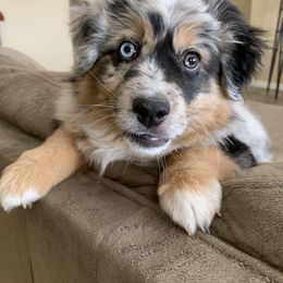 Miniature Australian Shepherd Puppies from Rebel Creek Mini Aussies
