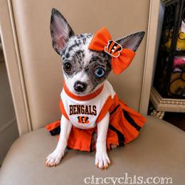 AKC Bianca (6,500) - Merle female Chihuahua puppy in Cincinnati, Ohio from Cincy Chis