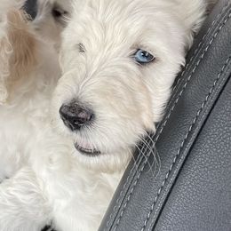 Goldendoodle Puppies from Bianca Bleu Goldendoodles