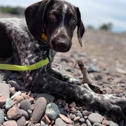 German Shorthaired Pointer Puppies from Chrishelle Farm