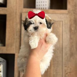 Girl 1 - Sable and white female Shih Tzu puppy in Seguin, Texas from Dolled Up Shih Tzus