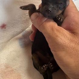 Reno - Black and tan male Yorkshire Terrier puppy in Jayess, Mississippi from Barbara Clark