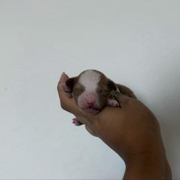 Derek - Apricot male Poodle puppy in Miami, Florida from Poodles 4 Life