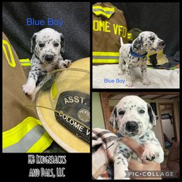 Blue Boy - White and black male Dalmatian puppy in Colome, South Dakota from KB Ridgebacks and Dals, LLC