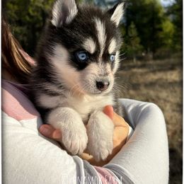 Runamok Ring Out Wild Bells (Bell) - Black and white female Pomsky puppy in St. Maries, Idaho from Runamok Farm