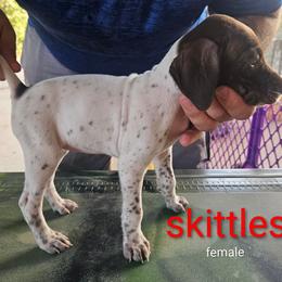 Skittles - White and liver female German Shorthaired Pointer puppy in Hawley, Texas from Wood Farmstead
