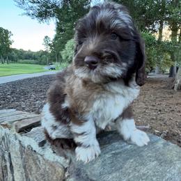 Fripp - Merle male Goldendoodle puppy in Charlotte, North Carolina from Hopeful Heart Doodles