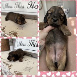 Dachshund Puppies from Sweet Heaven Dachshunds