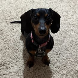 Rey - Dachshund