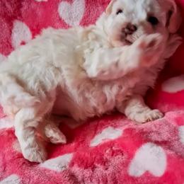 Maltipoo Puppies from Little Cupcakes and Little Punkins Maltipoos