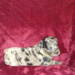 German Shepherd and Miniature Australian Shepherd Puppies from Central Florida Shepherds