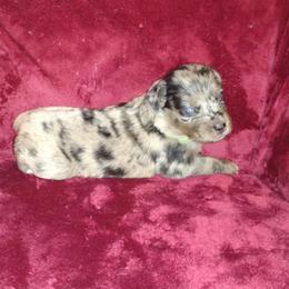 German Shepherd and Miniature Australian Shepherd Puppies from Central Florida Shepherds