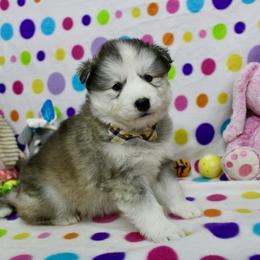 Inu - Gray and white male Siberian Husky puppy in Lunenburg, Vermont from SNOW WOOLY HUSKY