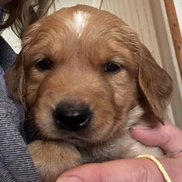 Miss Yellow - Dark golden female Golden Retriever puppy in Stratton, Colorado from Anam Cara Retrievers