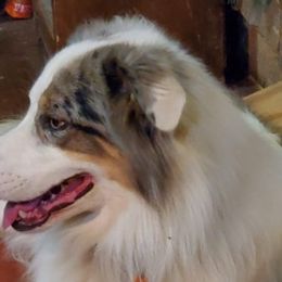 Australian Shepherds from Best Aussies