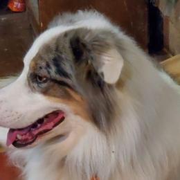 Australian Shepherds from Best Aussies