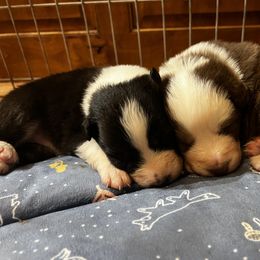 Australian Shepherd Puppies from Sublime Australian Shepherds