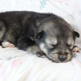Sylva - Orange - Agouti and white female Alaskan Malamute puppy in Independence, Virginia from New River Valley Malamutes